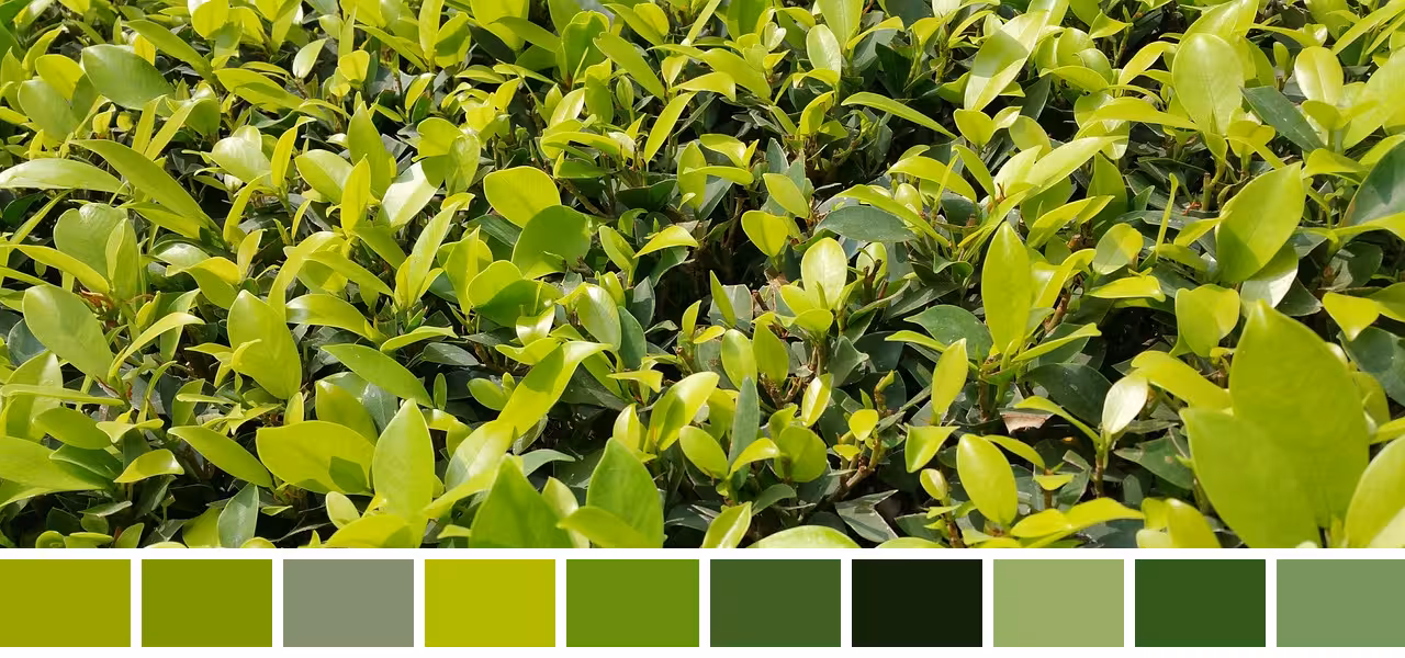 a image of green leaves with boxes below showing some of the shades of green present in the image